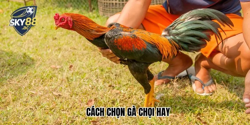 Cách Chọn Gà Chọi Hay Dành Cho Người Mới Bắt Đầu Tại Sky88